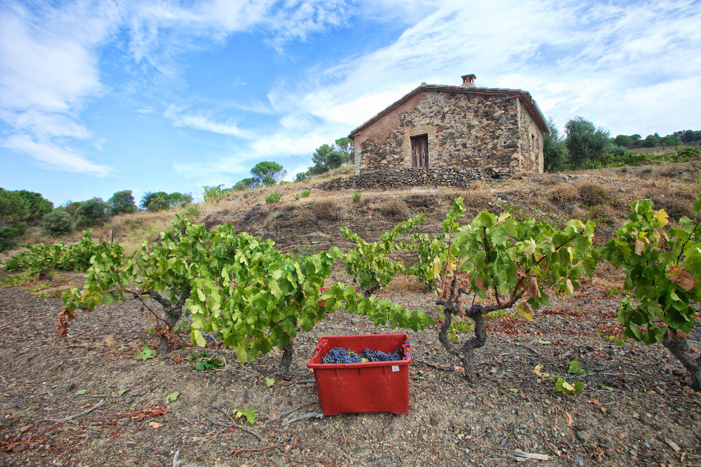 Bodega Bravo Escós L’Escaleta 2020