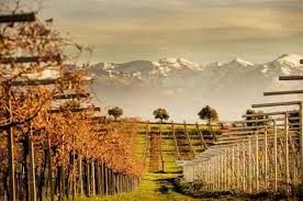 Nic Tartaglia Montepulciano d'Abruzzo DOC 2022
