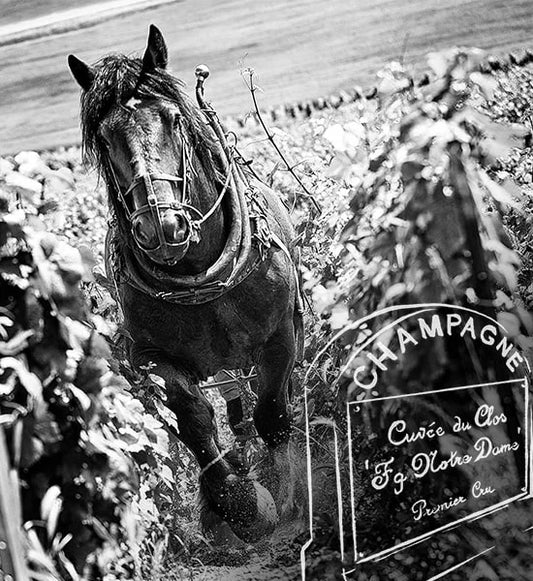 Vve Fourny & Fils Blanc de Blancs Vertus Extra Brut Champagne Premier Cru