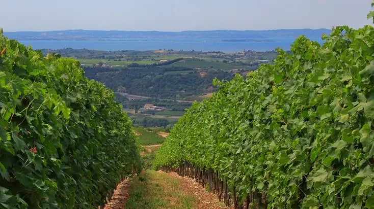 Zenato Ripassa Valpolicella Ripasso Superiore 2021