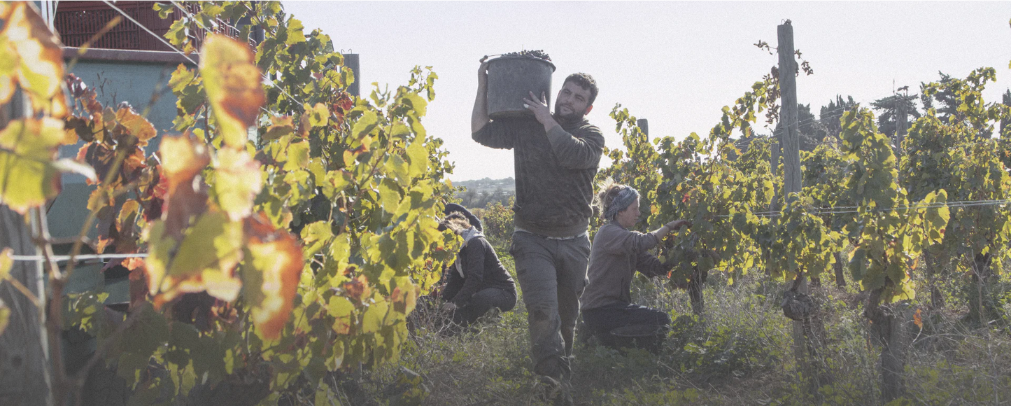 Château la Négly Clos des Truffiers Languedoc 2020
