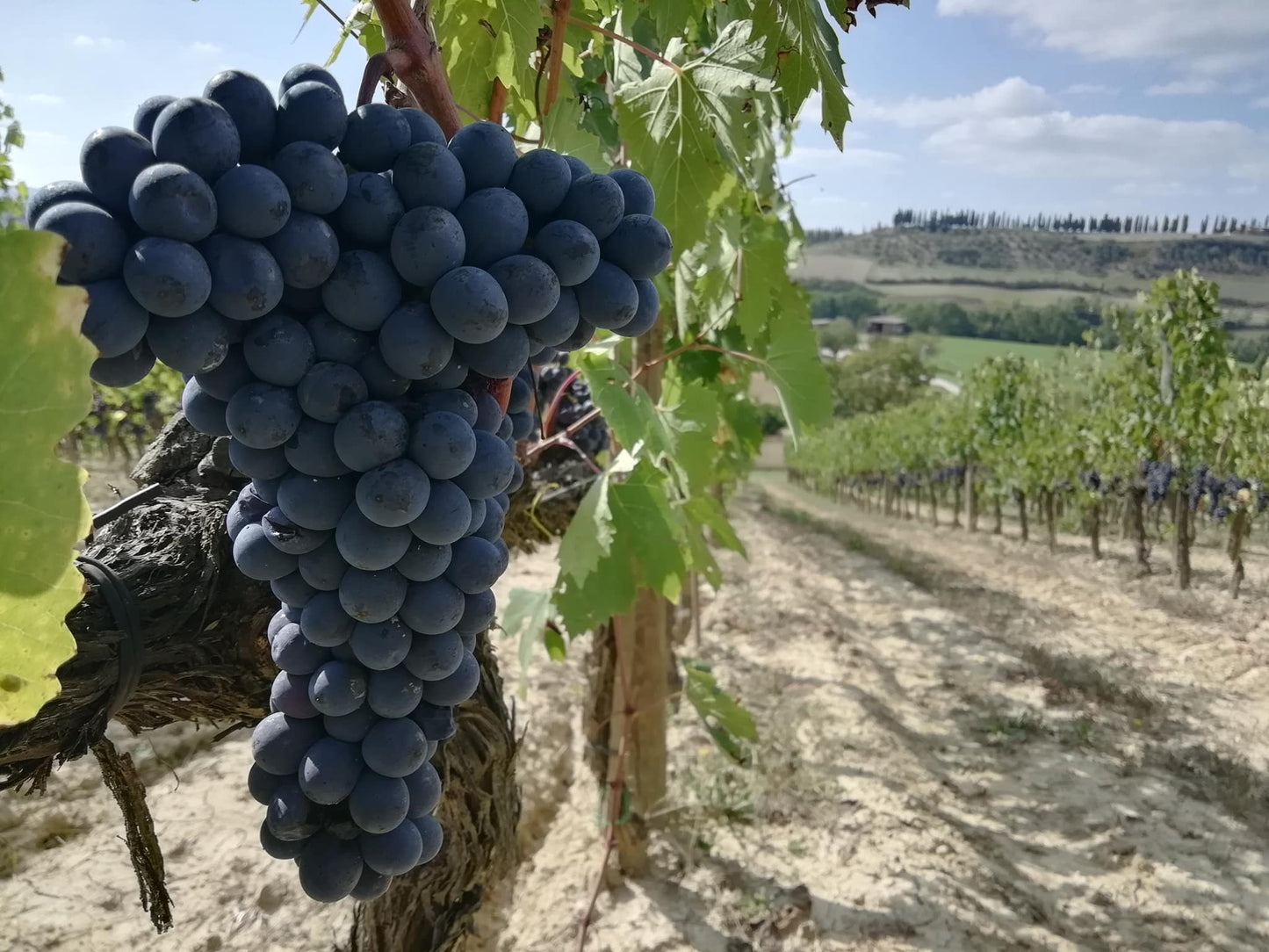 Santa Giulia Brunello di Montalcino Riserva DOCG 2015