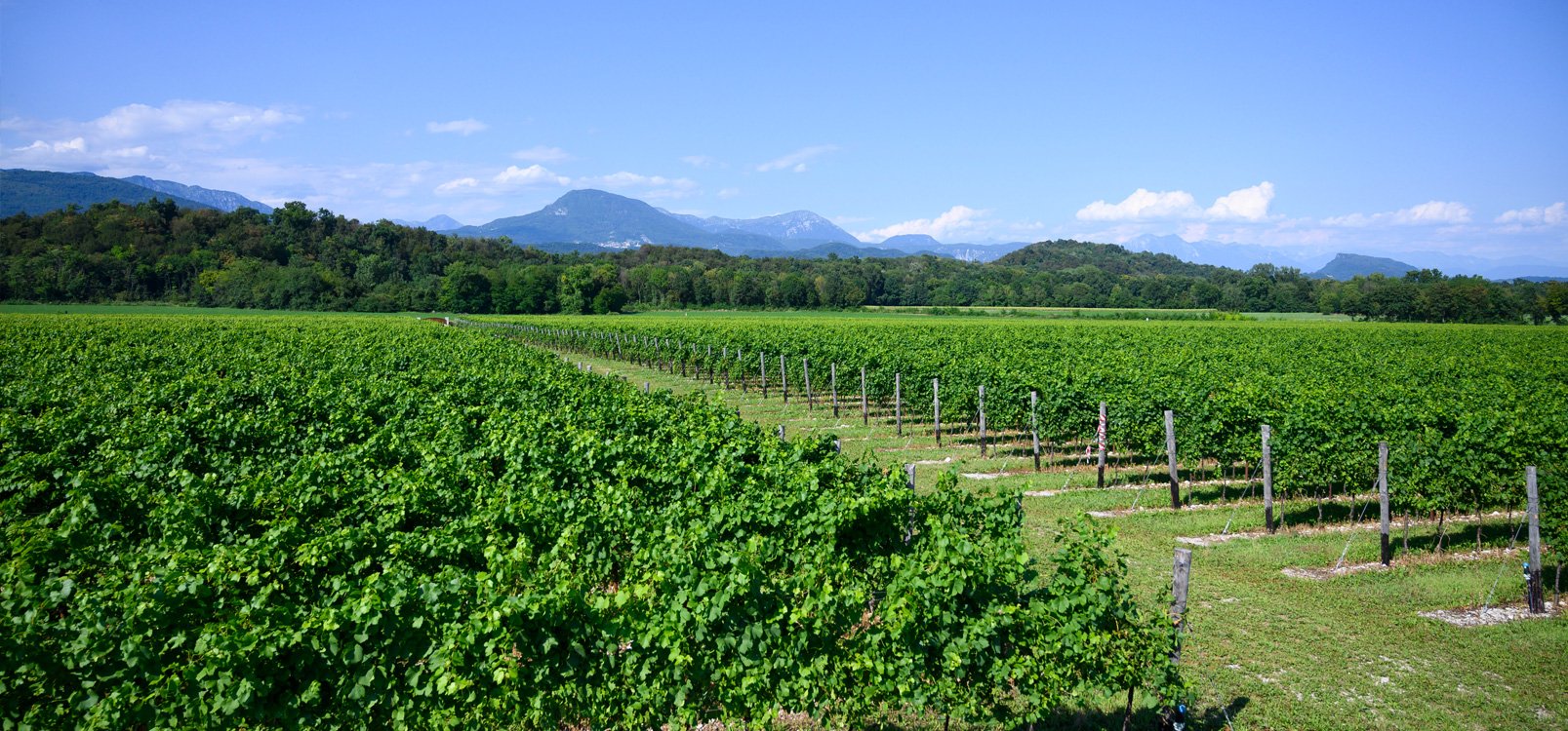 Albino Armani Pinot Grigio Friuli Grave 2023 –1