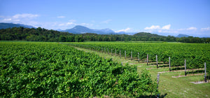 Albino Armani Pinot Grigio Friuli Grave 2023