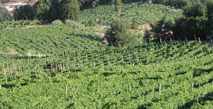 Montonale Orestilla 2019