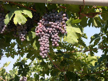 Afbeelding in Gallery-weergave laden, David Sterza Amarone della Valpolicella Classico 2017