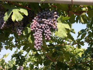David Sterza Amarone della Valpolicella Classico 2017