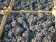 Afbeelding in Gallery-weergave laden, David Sterza Amarone della Valpolicella Classico 2017