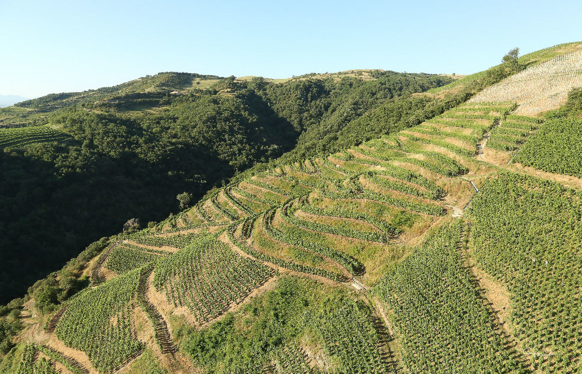 Domaine Courbis Saint-Joseph Les Royes Rouge 2023