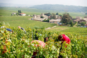 Domaine Cordier Père & Fils Viré-Clessé Vieilles Vignes AOC 2020